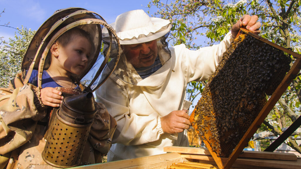 Beekeeper Grandfather And Grandson Examine A Hive Of Bees