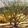 Desert Trees