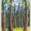 Tall Trees