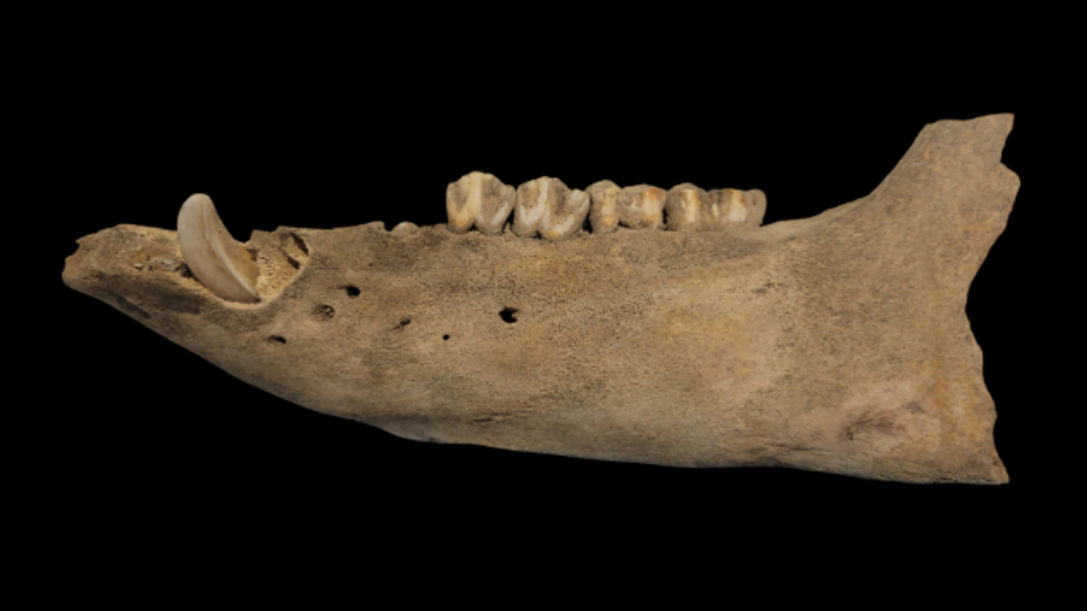 Jawbone